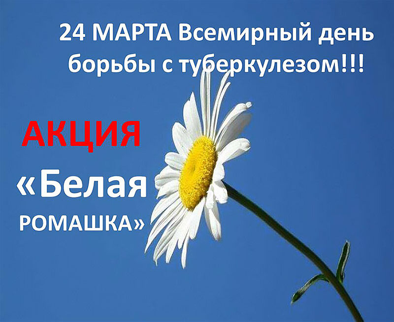 СРАЖЕНИЕ БЕЛОЙ РОМАШКИ С ПАЛОЧКОЙ КОХА