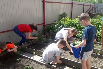 Собственный огород и теплица