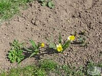 Паломническая поездка в Оптину Пустынь