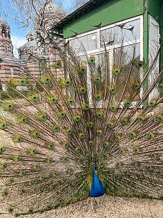 Реконструкция нашего мини-зоопарка