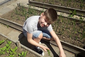 Собственный огород и теплица